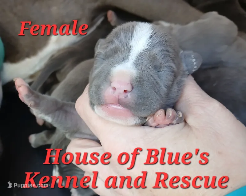 Red Female - Blue Nose APBT – American Pit Bull Terrier puppy for sale in Delaware, OH