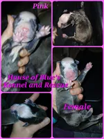 Pink Female - Blue Nose APBT, a female American Pit Bull Terrier for sale in Delaware, OH – 3 of 4