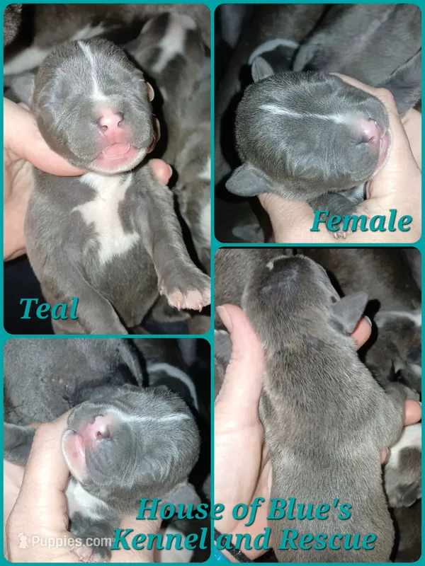 Teal Female, a female American Pit Bull Terrier for sale in Delaware, OH – 1 of 2
