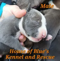 Orange Male - Blue Nose APBT, a male American Pit Bull Terrier for sale in Delaware, OH – 4 of 7