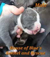 Orange Male - Blue Nose APBT, a male American Pit Bull Terrier for sale in Delaware, OH – 3 of 7