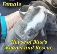 Yellow Female - Blue Nose APBT, a female American Pit Bull Terrier for sale in Delaware, OH – 5 of 7