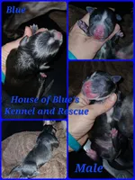 Blue Male - Blue Nose APBT, a male American Pit Bull Terrier for sale in Delaware, OH – 4 of 4