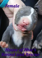 Purple Female - Blue Nose APBT, a female American Pit Bull Terrier for sale in Delaware, OH – 3 of 7