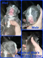 Blue Male - Blue Nose APBT, a male American Pit Bull Terrier for sale in Delaware, OH – 3 of 4