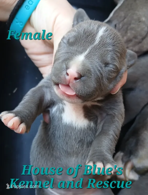 Teal Female - Blue Nose APBT – American Pit Bull Terrier puppy for sale in Delaware, OH