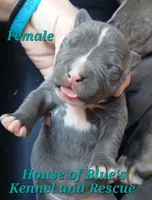 Teal Female - Blue Nose APBT, a female American Pit Bull Terrier for sale in Delaware, OH – 4 of 6