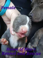Purple Female - Blue Nose APBT, a female American Pit Bull Terrier for sale in Delaware, OH – 2 of 7