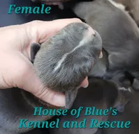 Teal Female - Blue Nose APBT, a female American Pit Bull Terrier for sale in Delaware, OH – 3 of 6