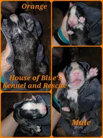 Orange Male, a male American Pit Bull Terrier for sale in Delaware, OH – 2 of 2