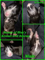 Green Male, a male American Pit Bull Terrier for sale in Delaware, OH – 2 of 2
