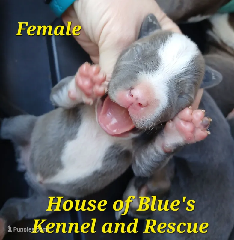 Yellow Female - Blue Nose APBT – American Pit Bull Terrier puppy on hold in Delaware, OH