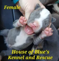 Yellow Female - Blue Nose APBT, a female American Pit Bull Terrier for sale in Delaware, OH – 4 of 7
