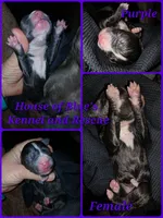 Purple Female - Blue Nose APBT, a female American Pit Bull Terrier for sale in Delaware, OH – 6 of 7