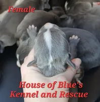 Red Female - Blue Nose APBT, a female American Pit Bull Terrier for sale in Delaware, OH – 3 of 6