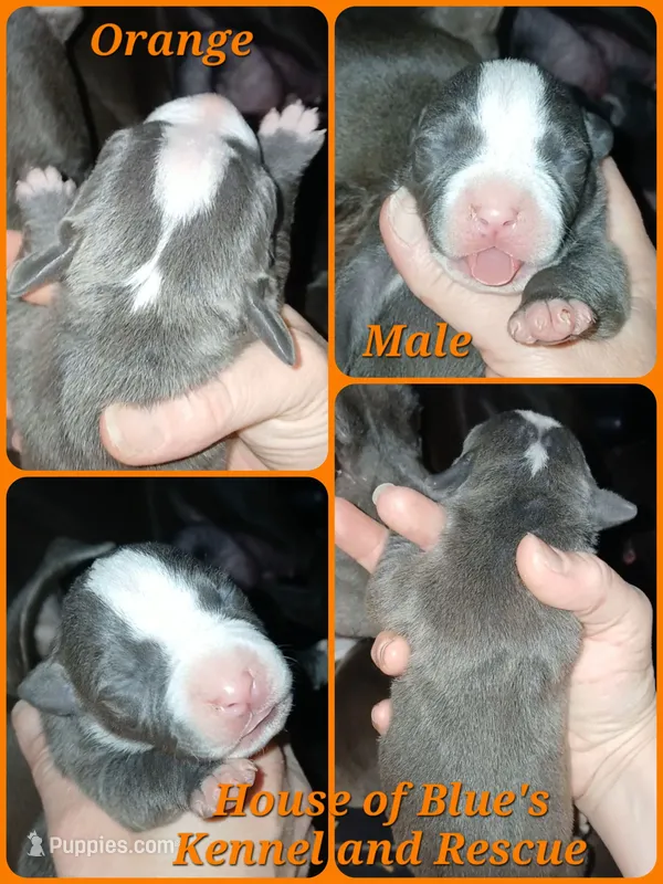 Orange Male, a male American Pit Bull Terrier for sale in Delaware, OH – 1 of 2