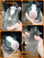 Orange Male, a male American Pit Bull Terrier for sale in Delaware, OH – 1 of 2