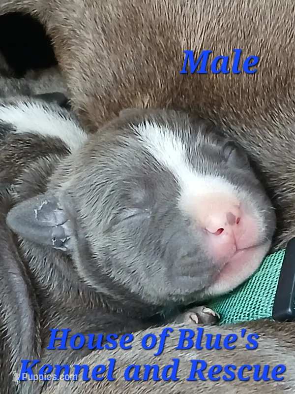 Blue Male - Blue Nose APBT – American Pit Bull Terrier puppy for sale in Delaware, OH
