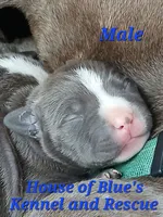 Blue Male - Blue Nose APBT, a male American Pit Bull Terrier for sale in Delaware, OH – 2 of 4