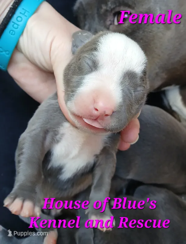 Pink Female - Blue Nose APBT – American Pit Bull Terrier puppy for sale in Delaware, OH