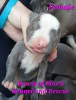 Pink Female - Blue Nose APBT, a female American Pit Bull Terrier for sale in Delaware, OH – 1 of 4