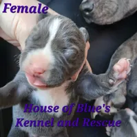 Purple Female - Blue Nose APBT, a female American Pit Bull Terrier for sale in Delaware, OH – 5 of 7