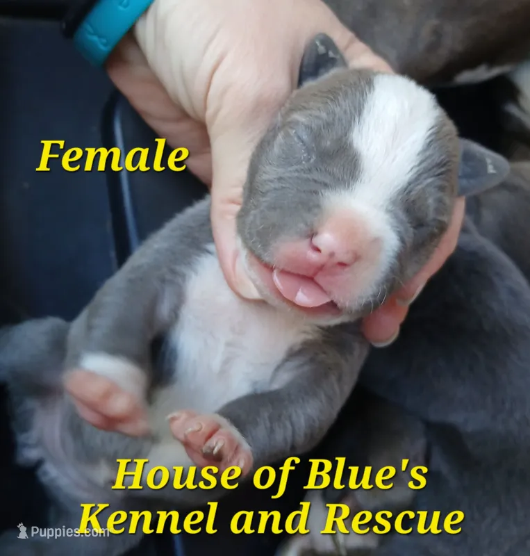 Yellow Female - Blue Nose APBT, a female American Pit Bull Terrier for sale in Delaware, OH – 1 of 7