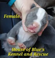 Yellow Female - Blue Nose APBT, a female American Pit Bull Terrier for sale in Delaware, OH – 1 of 7
