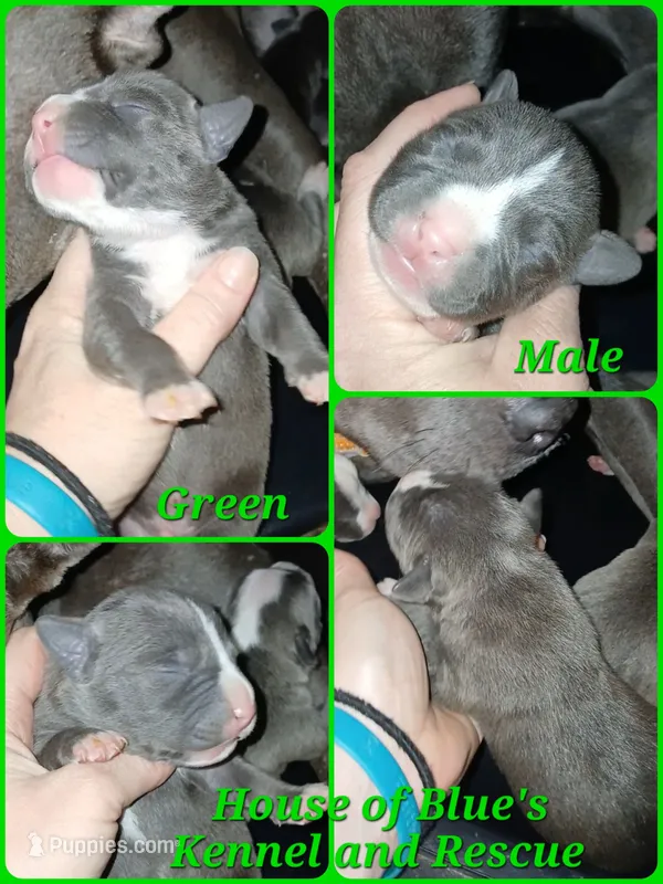 Green Male – American Pit Bull Terrier puppy for sale in Delaware, OH