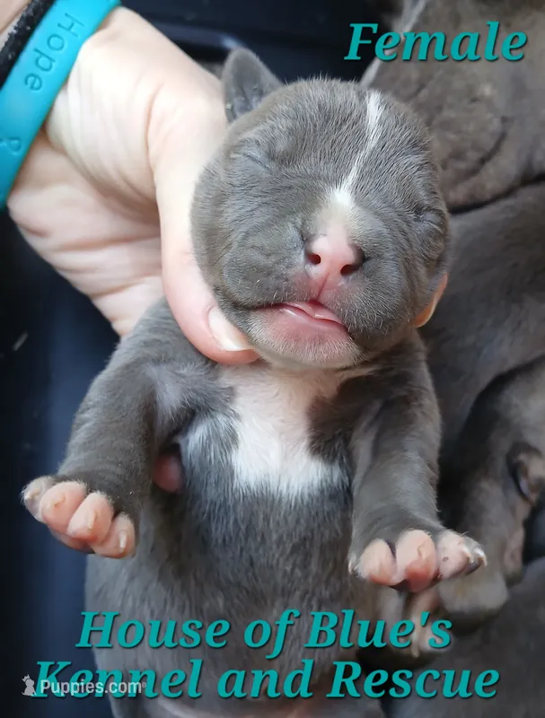 Teal Female - Blue Nose APBT – American Pit Bull Terrier puppy for sale in Delaware, OH