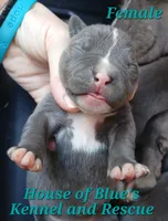 Teal Female - Blue Nose APBT, a female American Pit Bull Terrier for sale in Delaware, OH – 1 of 6
