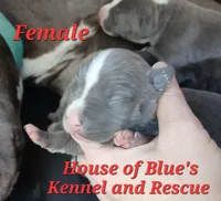 Red Female - Blue Nose APBT, a female American Pit Bull Terrier for sale in Delaware, OH – 4 of 6