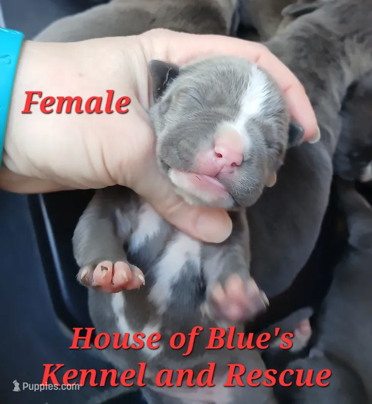 Red Female - Blue Nose APBT – American Pit Bull Terrier puppy for sale in Delaware, OH