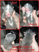 Red Female, a female American Pit Bull Terrier for sale in Delaware, OH – 1 of 2