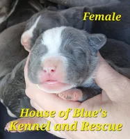 Yellow Female - Blue Nose APBT, a female American Pit Bull Terrier for sale in Delaware, OH – 2 of 7