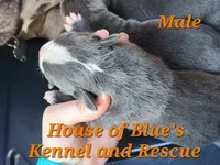 Orange Male - Blue Nose APBT, a male American Pit Bull Terrier for sale in Delaware, OH – 5 of 7