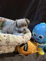Lavender, a female Chihuahua for sale in Louisa, VA – 2 of 3