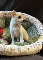 Pretty girl, a female Chihuahua for sale in Louisa, VA – 2 of 3