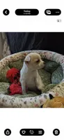 Sqeeky, a male Chihuahua for sale in Louisa, VA – 4 of 4