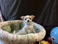 Pretty girl, a female Chihuahua for sale in Louisa, VA – 3 of 3
