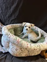 Sqeeky, a male Chihuahua for sale in Louisa, VA – 3 of 4