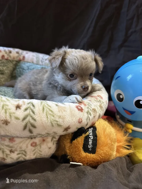 Lavender – Chihuahua puppy for sale in Louisa, VA