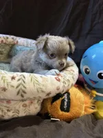 Lavender, a female Chihuahua for sale in Louisa, VA – 1 of 3