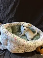 Sqeeky, a male Chihuahua for sale in Louisa, VA – 2 of 4