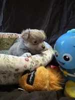 Lavender, a female Chihuahua for sale in Louisa, VA – 3 of 3