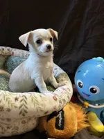 Sqeeky, a male Chihuahua for sale in Louisa, VA – 1 of 4