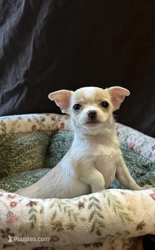 Pretty girl – Chihuahua puppy for sale in Louisa, VA