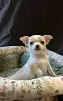 Pretty girl, a female Chihuahua for sale in Louisa, VA – 1 of 3