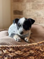 Ranger, a male Australian Cattle Dog for sale in Waco, TX – Photo 1 of 4