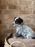 Ranger, a male Australian Cattle Dog for sale in Waco, TX – Photo 3 of 4